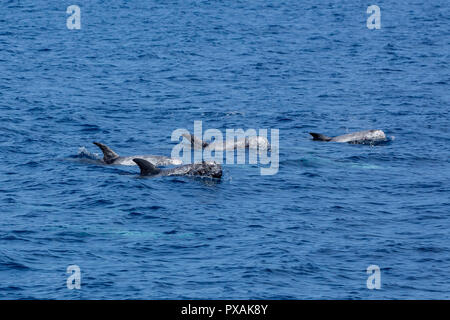 Les dauphins de Risso (Grampus griseus), surviennent habituellement dans un petit pod, trouvés au large de la côte est de Taiwan Banque D'Images