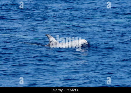 Les dauphins de Risso (Grampus griseus), surviennent habituellement dans un petit pod, trouvés au large de la côte est de Taiwan Banque D'Images