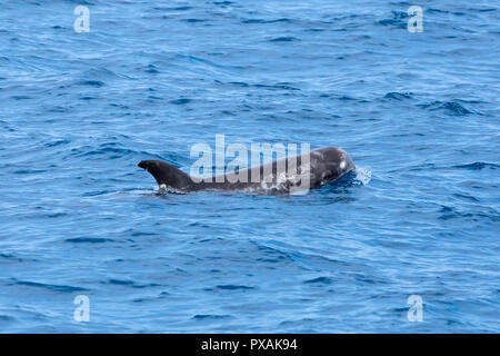 Les dauphins de Risso (Grampus griseus), surviennent habituellement dans un petit pod, trouvés au large de la côte est de Taiwan Banque D'Images