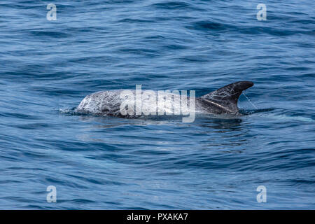 Les dauphins de Risso (Grampus griseus), surviennent habituellement dans un petit pod, trouvés au large de la côte est de Taiwan Banque D'Images