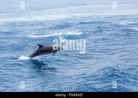 Grand dauphin (Tursiops tronque) violer librement au large du port de Hualien, sur la côte est de Taïwan, dans l'océan Pacifique. Banque D'Images