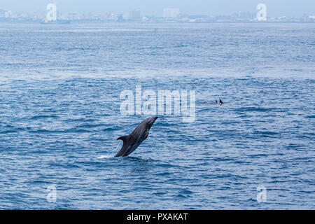 Grand dauphin (Tursiops tronque) violer librement au large du port de Hualien, sur la côte est de Taïwan, dans l'océan Pacifique. Banque D'Images