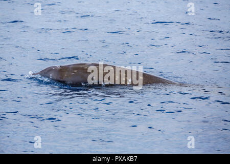 La baleine à bec de Cuvier ou l'OIE-beaked whale (Ziphius cavirostris), l'approche d'un bateau d'observation des baleines Banque D'Images