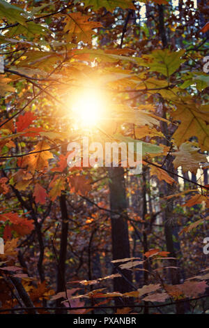 Matinée ensoleillée d'automne dans la forêt Banque D'Images