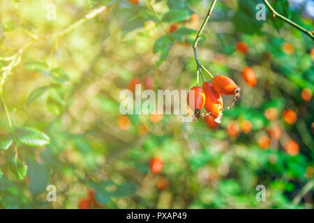 Close-up of dog-rose de baies. Dog rose fruits (rosa canina). L'églantier sauvage dans la nature Banque D'Images