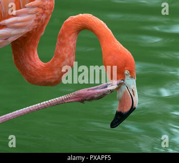 American Flamingo Phoenicopterus ruber photographie en captivité se gratter Banque D'Images