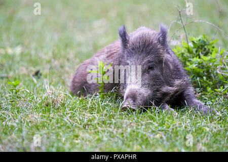 Les sangliers se reposant sur l'herbe Junges Wildschwein liegt im Gras Banque D'Images