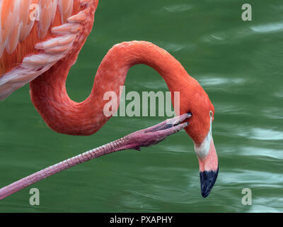 American Flamingo Phoenicopterus ruber photographie en captivité se gratter Banque D'Images