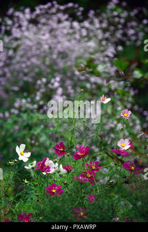 Cosmos bipinnatus,rose,blanc,fleurs,fleurs,fleurs,affichage affiche,jardin,floral RM Banque D'Images