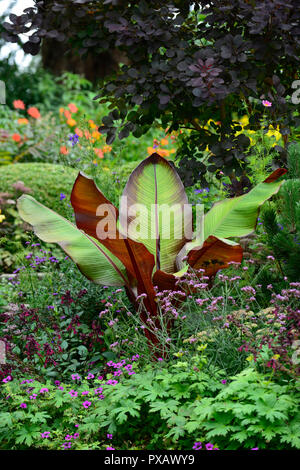 Ensete ventricosum Maurelii,banane éthiopien Abyssin,banane,banane rouge,musa ensete,,cotinus,salvia,géranium,de,mixte,exotiques,tropical,lit,RM Banque D'Images