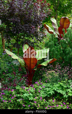 Ensete ventricosum Maurelii,banane éthiopien Abyssin,banane,banane rouge,musa ensete,,cotinus,salvia,géranium,de,mixte,exotiques,tropical,lit,RM Banque D'Images