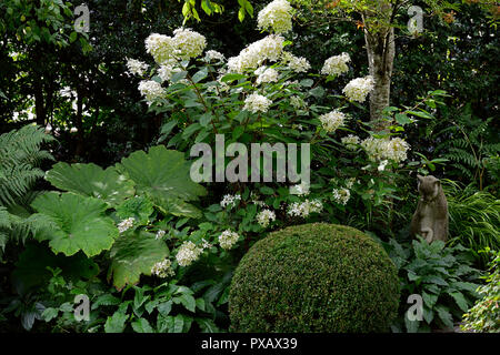 L'Hydrangea paniculata,blanc,fleurs,fleurs,fleurs,Fleurs inflorescence RM Banque D'Images