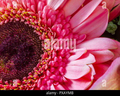 Gerbera rose Daisy close-up vue du dessus et qui résident sur le côté gauche du châssis Banque D'Images