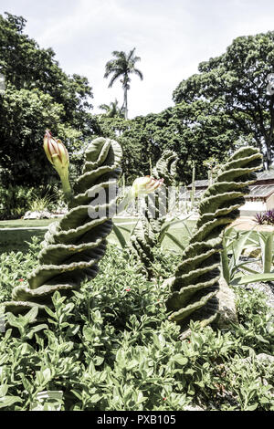 Rio de Janeiro, le jardin botanique, Jardim Botanico, Brésil Banque D'Images