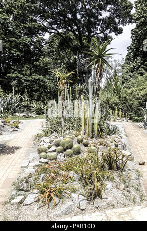 Rio de Janeiro, le jardin botanique, Jardim Botanico, Brésil Banque D'Images