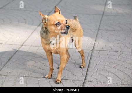 Le chihuahua est un chien de race sur le pavage en béton. Banque D'Images