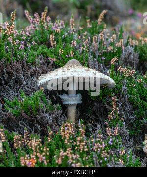 Un cap d'encre hirsute ou champignons champignons (Coprinus comatus) dans la bruyère commune ou Ling Banque D'Images