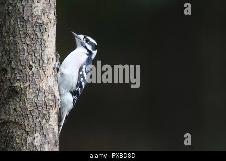 Un Pic mineur Picoides pubescens perché sur un tronc d'arbre Banque D'Images