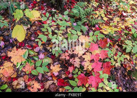 Magnifique cadre des feuilles d'automne, Automne, Canada, Mauricie Banque D'Images