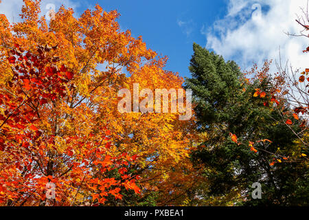 Couleur magnifique arbre en automne, Canada, Mauricie Banque D'Images