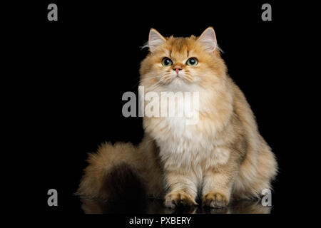 La couleur rouge de chat avec des cheveux et poils assis jusqu'à la sur fond noir isolé Banque D'Images