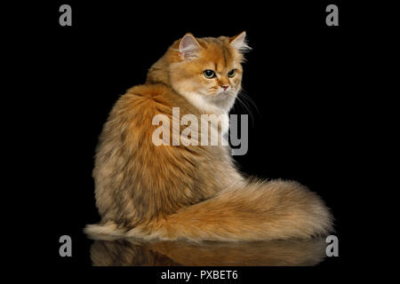 La couleur rouge du chat avec queue poilu et attend assis offensé sur fond noir isolé Banque D'Images