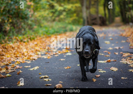 Black Dog Labrador Retriever marcher dans la forêt en automne, chien a collier vert, orange feuilles sont autour de sur le chemin Banque D'Images