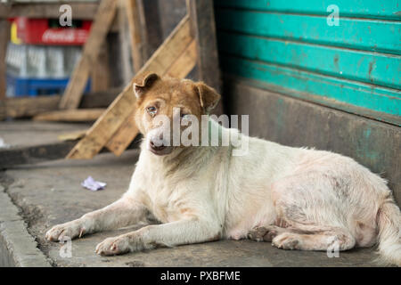 Un chien de rue montrant des signes d'une infection oculaire dans les deux yeux. Banque D'Images