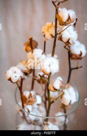 Des brindilles de coton dans un vase sur un fond de toile de lin de la tige verticale. Banque D'Images