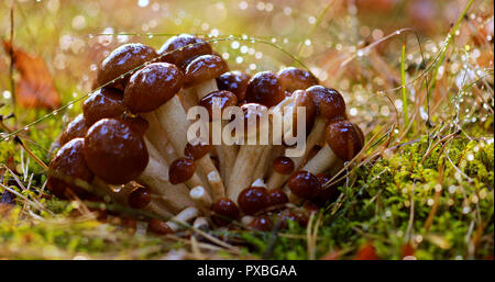 Les champignons agaric Armillaria de miel dans une forêt ensoleillée sous la pluie. Champignon de miel sont considérés en Ukraine, Russie, Pologne, Allemagne et d'autres c Banque D'Images