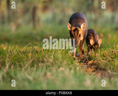 Cerf Muntjac doe (Muntiacus reevesi) et son très jeune faon sur bord de Warwickshire bientôt forestiers après le lever du soleil Banque D'Images