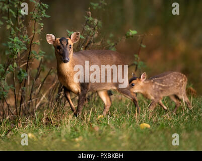 Cerf Muntjac doe (Muntiacus reevesi) et son très jeune faon sur bord de Warwickshire bientôt forestiers après le lever du soleil Banque D'Images