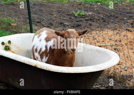 Les chèvres à la ferme et dans la baignoire Banque D'Images