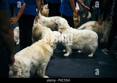 Londres, Royaume-Uni. 21 octobre, 2018. Découvrez les chiens 2018, le plus grand événement de chiens de Londres a eu lieu cette année au centre Excel. Avec plus de 200 races à l'honneur, et plus de 3 000 chiens présents le spectacle a été l'hôte de compétitions, Scrufts, étals de reproduction, et les organismes de bienfaisance. © Simon King/ Alamy Live News Banque D'Images