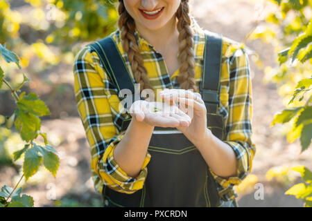 Mains de farmer woman holding hop umbelas pour tester Banque D'Images