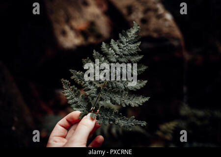 L'homme est titulaire d'une green fern leaf in hand Banque D'Images
