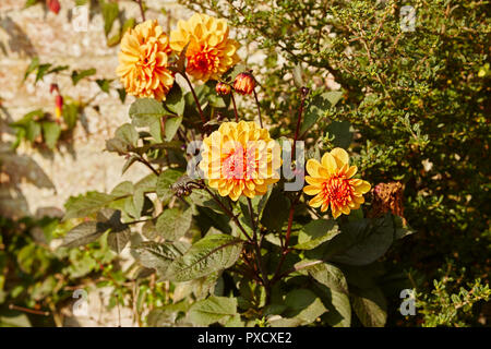 Un Dahlia,David Howard,au soleil d'un jardin, la frontière Banque D'Images