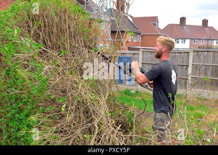 Un jardinier couper une haie, à l'aide de coupe-haie,haie Banque D'Images