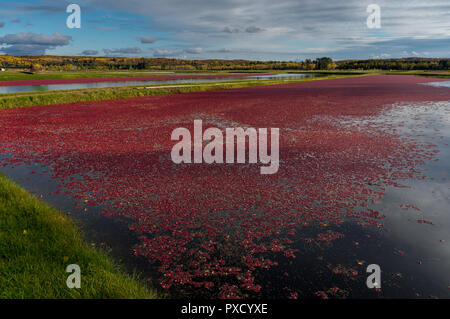 À l'automne Mach Cranberry Red Berries Floating in Water Banque D'Images