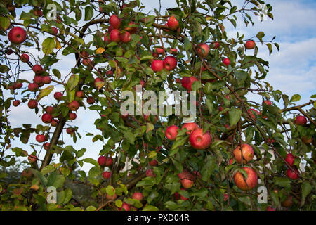 Pommier sauvage avec beaucoup de pommes mûres et de feuilles vertes Banque D'Images