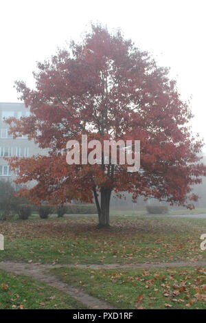 Au début de l'automne matin sur la rue vide avec brouillard laiteux et feuillage lumineux Banque D'Images