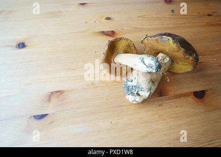 Champignons bolets frais - Toscane Italie (du Monte Amiata) Banque D'Images