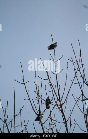 Black city crow oiseaux reste sur le haut d'un arbre en automne chaud jour Banque D'Images