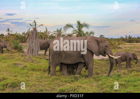 L'éléphant sur le Masai Mara au Kenya Afrique Banque D'Images