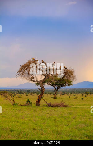 Acacia dans la savane ouverte mara kenya afrique Banque D'Images