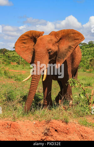 Sur l'éléphant d'Afrique le Masai Mara au Kenya