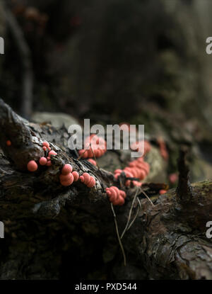 Petits champignons rose poussant sur les écorces d'arbre. Banque D'Images