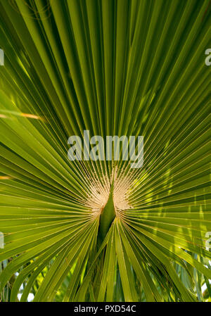 Près d'un palmier tropical laisser sous la forme d'un paon et ses plumes. Banque D'Images