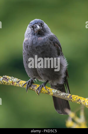 Corvus monedula (Western Jackdaw, Eurasian Jackdaw Choucas) européen, perché sur une branche en été dans le West Sussex, Royaume-Uni. Banque D'Images