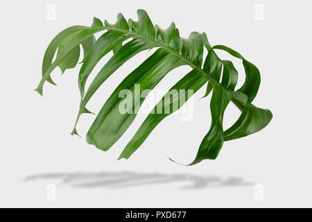 Jungle tropicale monstera feuilles isolées sur fond gris avec clipping path Banque D'Images